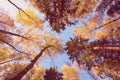 Bottom-up forest autumn. leaves on sky background Royalty Free Stock Photo