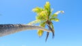 BOTTOM UP Palm tree leaves rustle in the summer wind blowing by untouched island