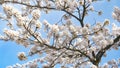 BOTTOM UP: Slim cherry tree branches are covered in pristine white blossoms
