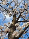 BOTTOM UP: Stunning view of a cherry tree canopy full of gorgeous white blossoms