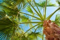 Bottom-up view of a beautiful palm tree