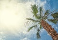 Bottom-up view of beautiful palm tree with blue sunny sky Royalty Free Stock Photo