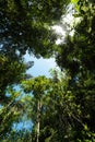 Bottom up view of tropical trees and sky Royalty Free Stock Photo