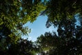Bottom up view of blue sky framed by tropical leaves, Bali Royalty Free Stock Photo