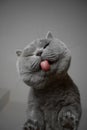 Bottom up view british shorthair cat licking glass table Royalty Free Stock Photo