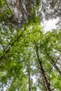 Bottom-up view of the crown of tall trees