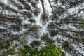 Bottom-up view of the crown of tall trees