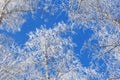 Bottom up view of frosty branches of Birch tree against bright clear blue sky.Frozen trees covered with snow as winter background. Royalty Free Stock Photo