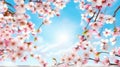 A bottom-up view of the newly blooming spring flowers and the sky. pink, white cherry blossoms and sunny sky.