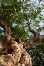 Bottom-up view of an old and large lush green tree in Matheran, a tourist place in Maharashtra, India