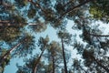 Bottom up view of the pine forest, treetops, summer landscape