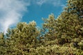 Bottom up view of the pine forest, treetops, summer landscape