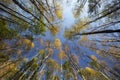 Bottom up view of silver birch Betula pendula and aspen Populus tremula