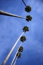 Bottom-up view to tall palm trees and blue cloudy sky