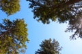 Bottom-up view. Treetops against the blue sky.