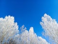 Bottom-up view of frost-covered treetops against a blue sky. Royalty Free Stock Photo