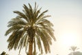 Bottom up view on tropical palm tree with green exotic leafs Royalty Free Stock Photo