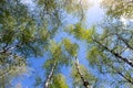 Bottom upward view of beautiful lush fresh green birch tree forest canopy treetop and bright colorful sun shining Royalty Free Stock Photo