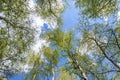 Bottom upward view of beautiful lush fresh green birch tree forest canopy treetop and bright colorful sun shining Royalty Free Stock Photo