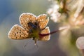 Bottom View on The Adonis blue Polyommatus bellargus Royalty Free Stock Photo