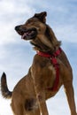 Bottom view of an alert brown dog with blue sky in the background Royalty Free Stock Photo