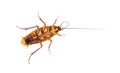 Bottom view of a American cockroach, Periplaneta americana, isolated on white