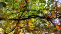 Bottom view of the autumn foliage of wild grapes and maple