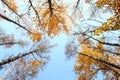 Bottom view of the autumn yellow tree tops on blue sky background Royalty Free Stock Photo