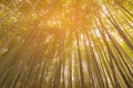 Bottom view Bamboo forest in Kyoto tropical jungle