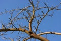 Bottom view of the bare branches of an apple tree growing against the blue sky Royalty Free Stock Photo