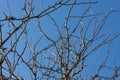 Bottom view of the bare branches of an apple tree stretching upward against a blue sky Royalty Free Stock Photo