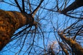 Bottom view on bare linden trees against clear blue sky background. Spring or autumn trees under sunlight