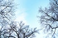Bottom view of bare tree tops on background blue sky and clouds. Silhouettes of tree branches, copy space