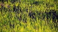 Bottom view of barely germinated wheat sprouts with dew drops close up