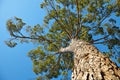 Bottom view of the beautiful cedar