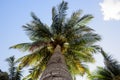 Bottom view of a beautiful palm tree with blue sky Royalty Free Stock Photo