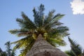 Bottom view of a beautiful palm tree with blue sky Royalty Free Stock Photo