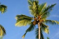 Bottom view of a beautiful palm tree with blue sky Royalty Free Stock Photo