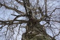 Bottom view of a big tree with sky background. Old birch branches without leaves. Bottom-up view Royalty Free Stock Photo