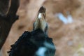 Bottom view of a black wild bird on a tree.