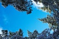 Bottom view of the blue sky and the tops of pine trees in the snow. Winter view