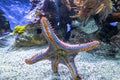 Bottom view of Blue spiny starfish