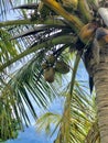 Bottom View Branch Fresh Green Coconuts Growing Palm Tree