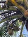 Bottom View Branch Fresh Green Coconuts Growing Palm Tree