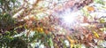 Bottom view of the branches of old tree at sunrise, fantastic tropical plants in the branches of ancient tree, bright morning sun