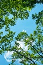 Bottom view of branches of tall trees against a blue sky. Abstract natural vegetative background Royalty Free Stock Photo