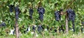 Bottom view of Cabernet Sauvignon grapes on vines some days before of the harvest