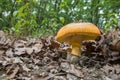 Bottom view on Caesar's mushroom (Amanita caesarea) an oak fores Royalty Free Stock Photo