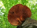 Bottom view of a canopy and an ash tree trunk and a huge Shaggy Bracket mushroom - Inonotus hispidus. Royalty Free Stock Photo