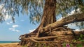 Bottom view of Casuarinaceae tree in Thai beach Royalty Free Stock Photo